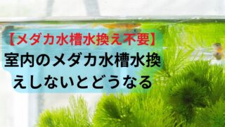 【メダカ水槽水換え不要】室内のメダカ水槽水換えしないとどうなる